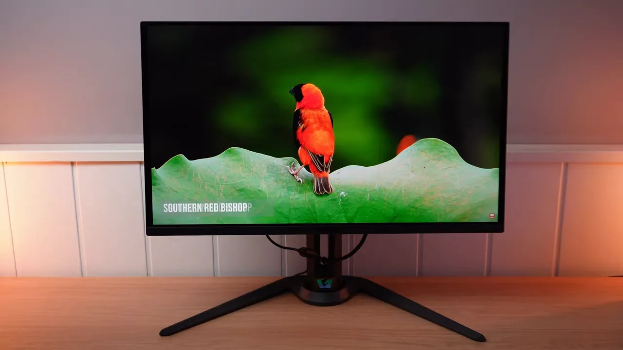 Monitor Gigabyte AORUS FO27Q3 mostrando una escena de vídeo con un ave roja en pantalla